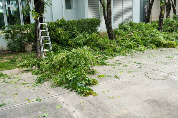 Best Tree Trimming and Pruning  in Moorestown Lenola, NJ