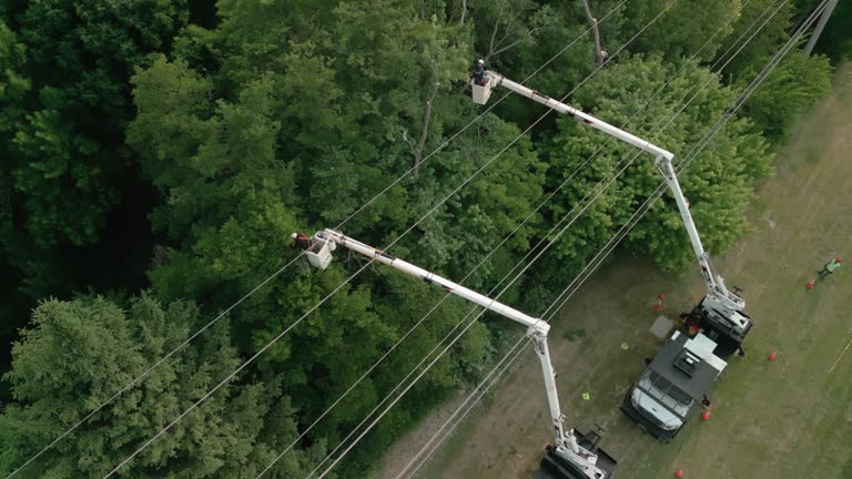 Best Arborist Consultation Services  in Moorestown Lenola, NJ