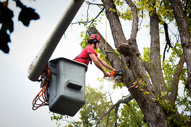 Reliable Moorestown Lenola, NJ Tree Removal Solutions